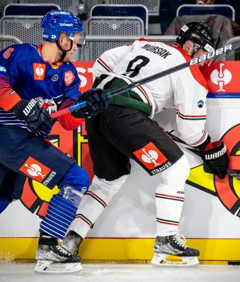 Adler Mannheim Stimmen FHC