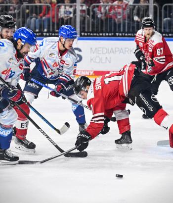 Adler Mannheim Vorschau WG